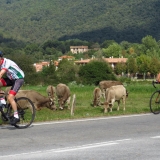 Bikecat-Mariposa-La-Ruta-Mar-i-Muntanya-2018-079