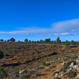 Mariposa_Conan_Tour_2024-172