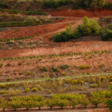 Mariposa_Priorat_wine_Tour-2022-Bikecat_Cycling_Tours-028
