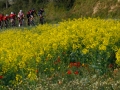 Bikecat-Marks-Tour-of-Catalunya-2019-090