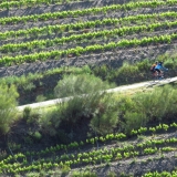 Bikecat-Priorat-Wine-Tour-029