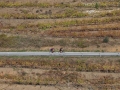Bikecat-Mariposa-Priorat-Wine-Tour-2018-072