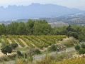 Bikecat-Mariposa-Priorat-Wine-Tour-2018-188