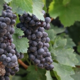 Bikecat-Priorat-Wine-Tour-2018-098