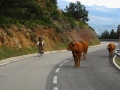 Bikecat-Mariposa-Pyrenees-to-Girona-Cycling-Tour-2019-081