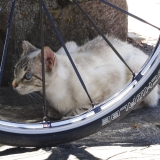 Bikecat-Transpirinaica-Tour-2016-129-1