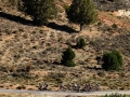 Bikecat-The-Conan-Tour-2019-090