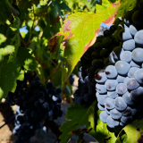 The_Fringe_Tour_2025-080