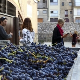 Bikecat-Wine-Tour-2016-108