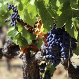 Bikecat-Wine-Tour-2016-139