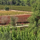 Bikecat-Mariposa-Priorat-Wine-Tour-2018-158
