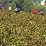 Bikecat-Mariposa-Priorat-Wine-Tour-2018-180